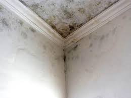 Forensic Mold Investigation in Silvis, IL