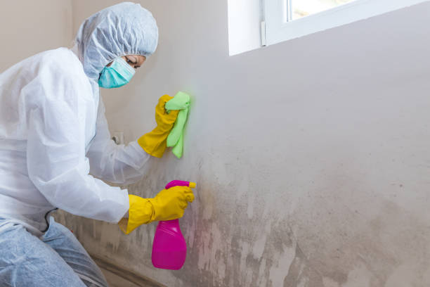 Biohazard Mold Removal in Silvis, IL