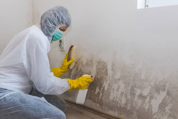 Mold Removal for HVAC Installations in Silvis, IL